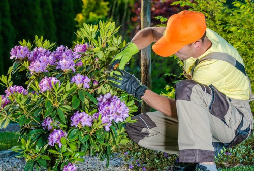 Tree pruning work in a Swisscottage residential garden