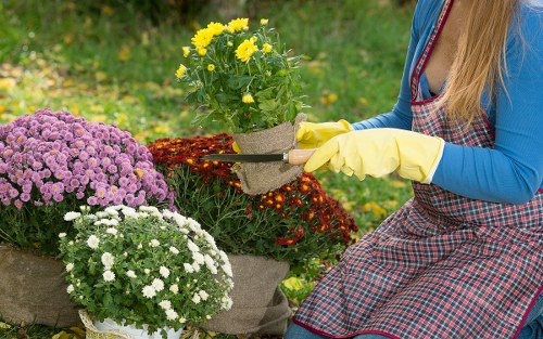 Well-maintained trees enhancing a Swisscottage residential landscape