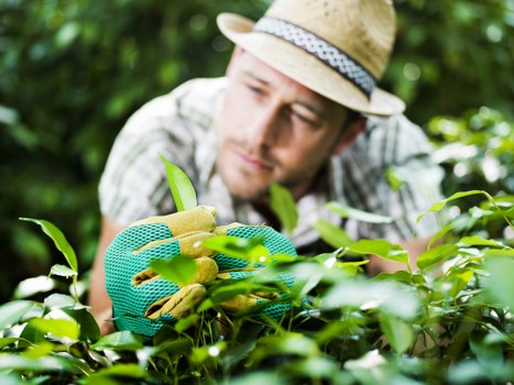Local arborist assessing a tree canopy for selective pruning